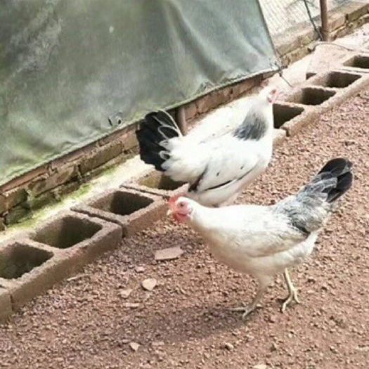 南宁 鹊山鸡苗 土鸡苗 混合苗