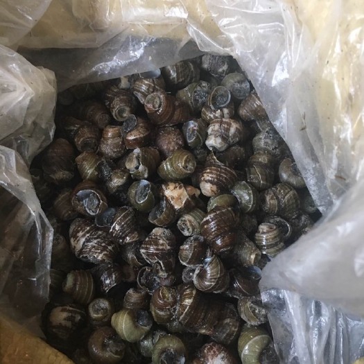 汉寿县 剪尾石螺1.6以上，冻品，可直接烹饪，厚壳