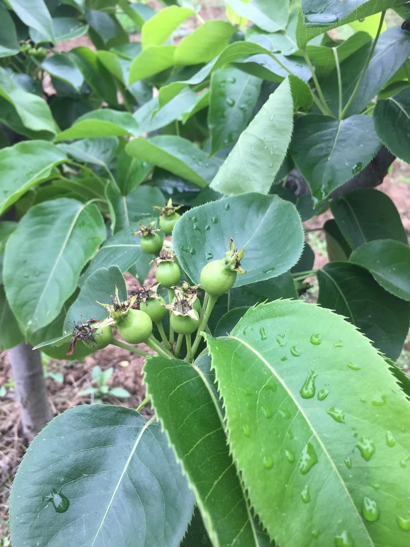 四川苍溪梨苗 各种规格的梨子苗！多品种！