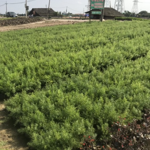 中山市天冬 天门冬 七斤袋地被 药材植物 耐生长，公路绿化