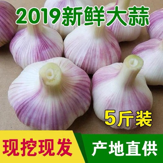 郑州紫皮大蒜 独头 5.5-6.0cm