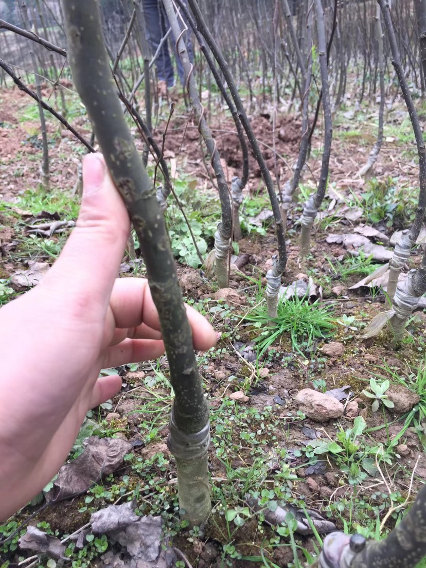 四川苍溪梨苗 各种规格的梨子苗！多品种！