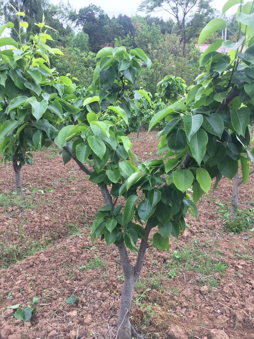 四川苍溪梨苗 各种规格的梨子苗！多品种！