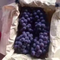 邯郸 京亚葡萄大量上市了，串行大，颜色好，销往全国各地