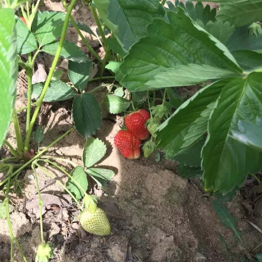 泰安 草莓苗