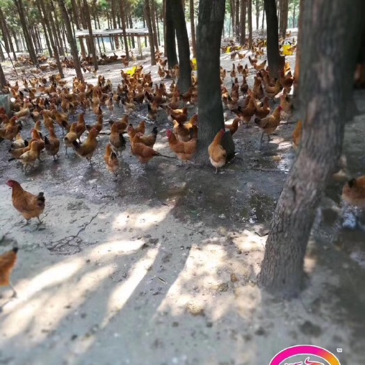 隆回县土鸡苗 统货