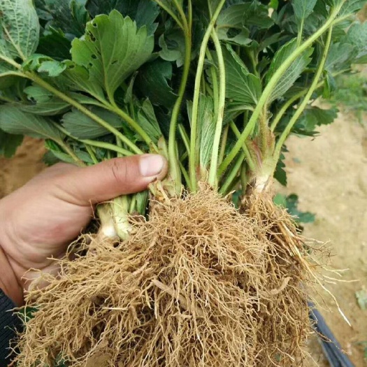 泰安小白草莓苗 10~20公分 地栽苗