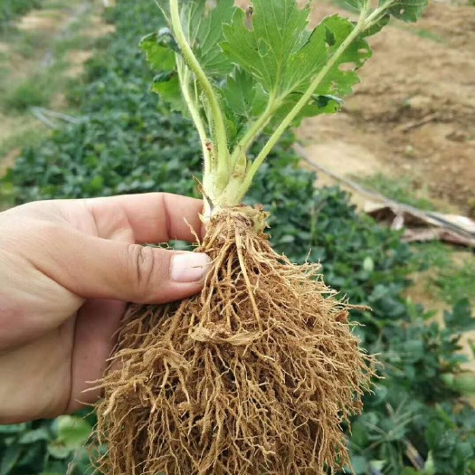 泰安随珠草莓苗 10~20公分 地栽苗