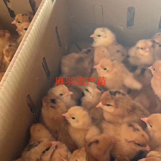 隆回县高产麻羽鸡苗 统货