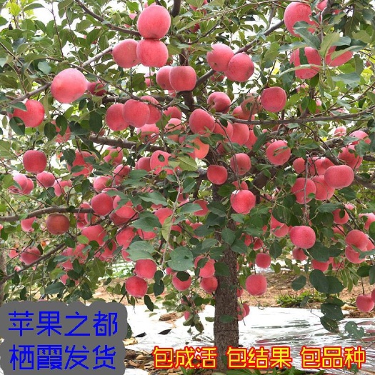 沭阳县 苹果树苗山东烟台栖霞响富果树苗南北方种植地栽嫁接红富士苹果苗