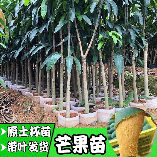 灵山县金煌芒果苗 芒果树苗金煌 桂七 象牙 红贵妃芒带土带叶可盆栽地栽