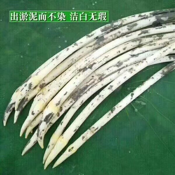 洪湖藕带 10cm以下
