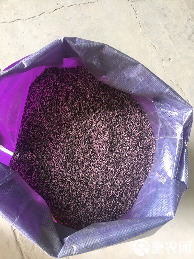 紫米  养生色选墨江紫糯米，厂家直销