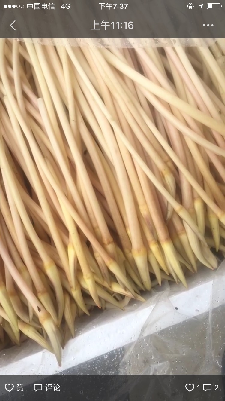 洪湖藕带 10cm以下