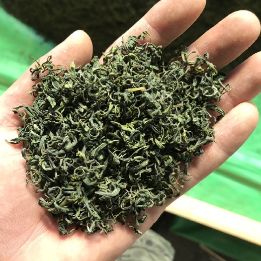 滕州市 日照绿茶2019新茶春茶手工散装浓香型高山炒青耐泡500