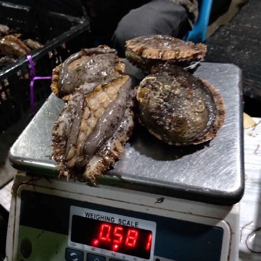 漳浦县 鲍鱼批发，要的朋友可以联系