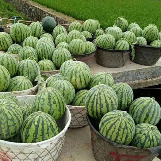 常宁市 8424西瓜