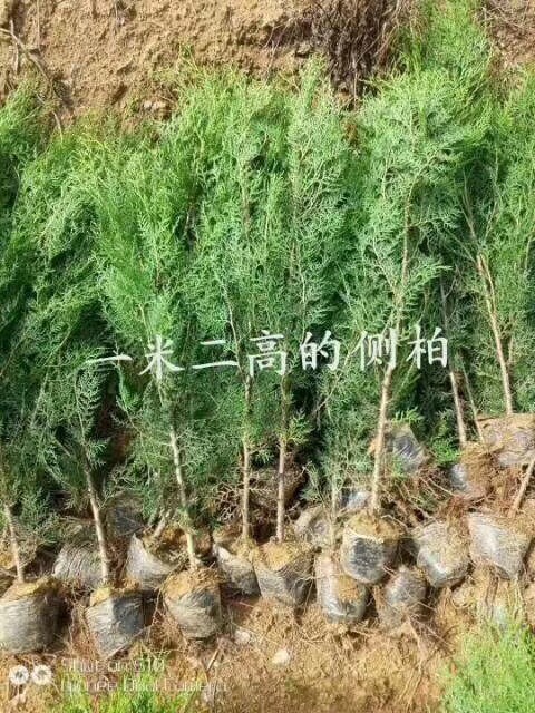 莒南县 黑松侧柏苗