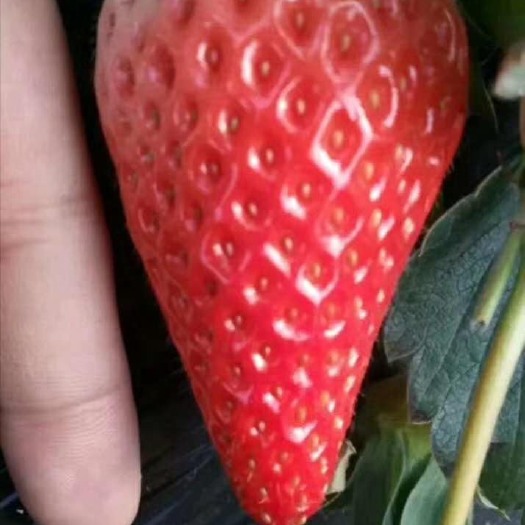 泰安 草莓苗