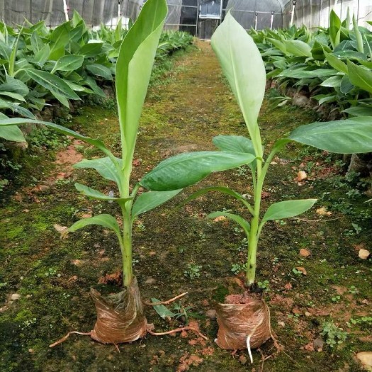 灵山县 香蕉苗 中蕉9号 红香蕉苗 威廉斯香蕉苗 广西香蕉苗