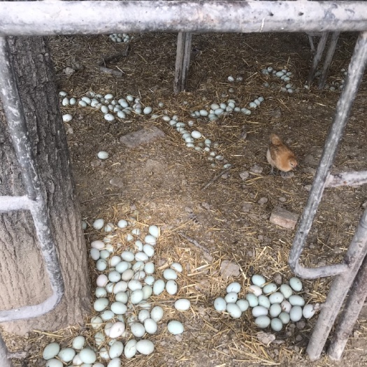 亳州 新鲜鸭蛋 绿皮鸭蛋 自家养殖无公害绿色食品  免费送货上门