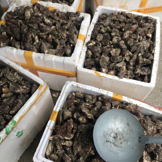 生蚝 蚝 世界最小蚝 海蛎 牡蛎 迷你生蚝  鸡蛋生蚝