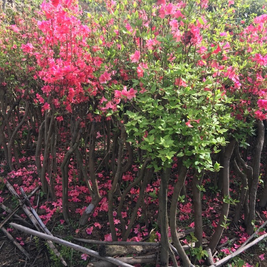 杜鹃   多杆映山红桩
