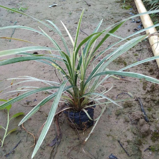 佛山银边草