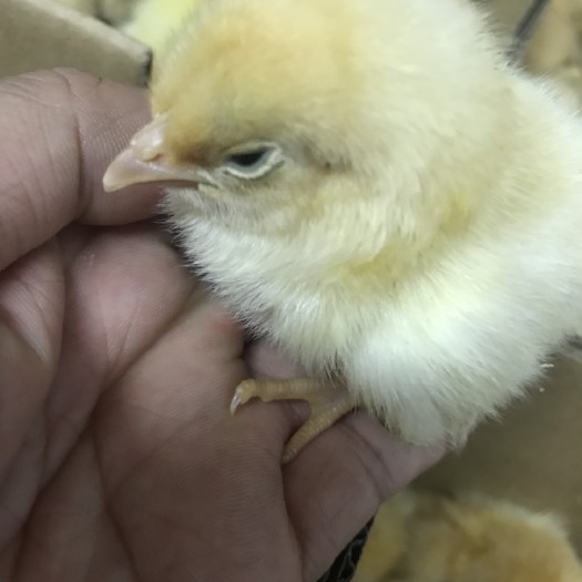 广州 三黄土鸡苗