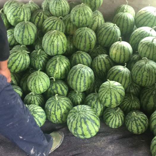 8424西瓜温岭8424 8成熟起 农户自产 二茬
