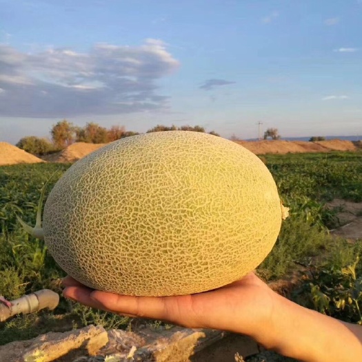 乌鲁木齐西州蜜25号  哈密瓜、西洲蜜，是时候感受新疆甜的季节了！