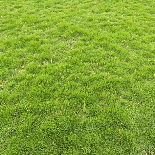 彭州市早熟禾草坪  四川省眉山市青神县草坪种植。二号，百慕大 果岭草 混播