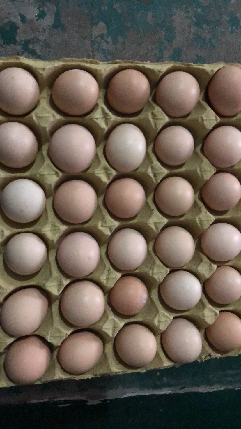 广州五谷杂粮初生蛋，清远、韶关山上放养的胡须鸡蛋