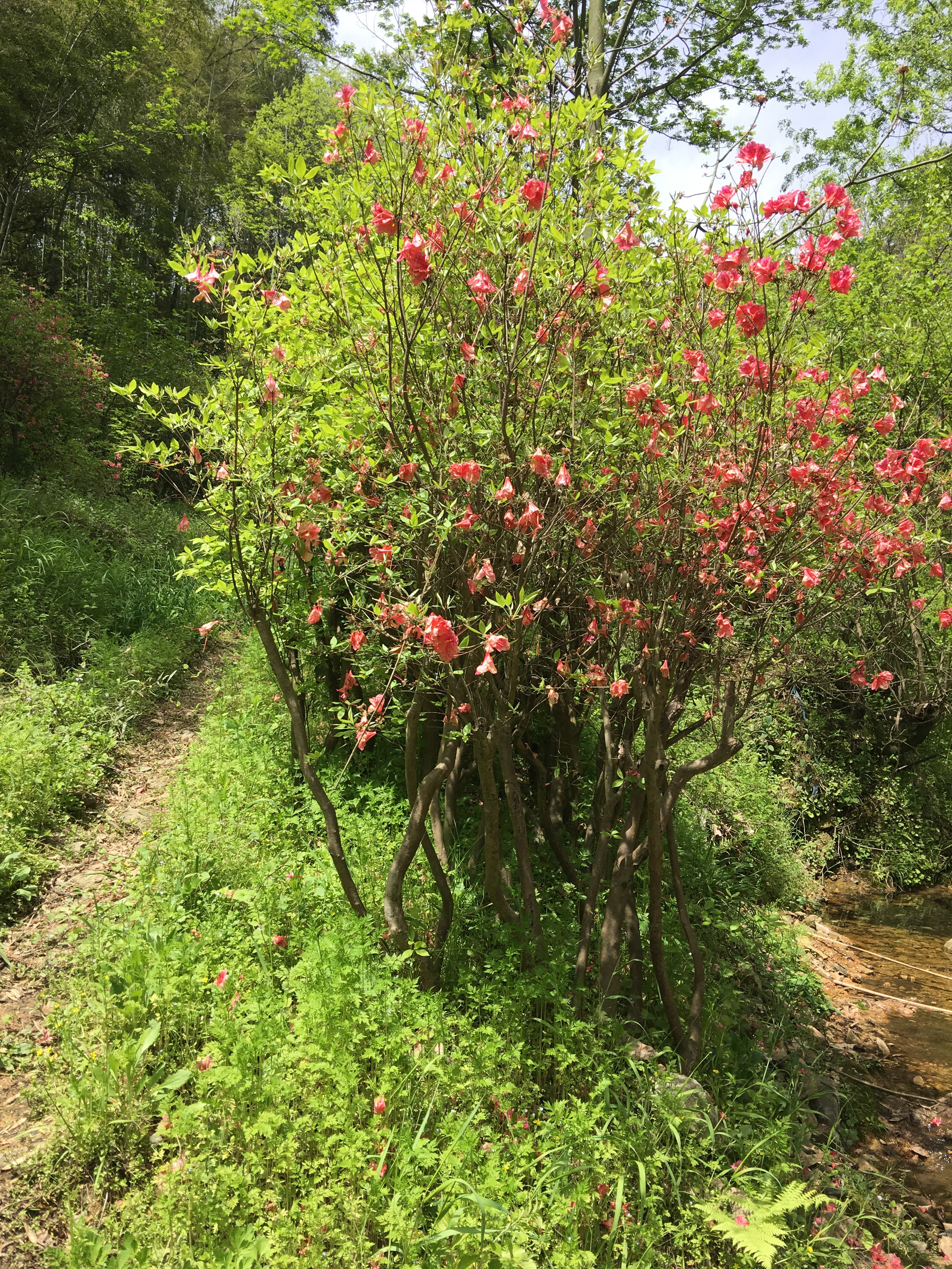 杜鹃   多杆映山红桩