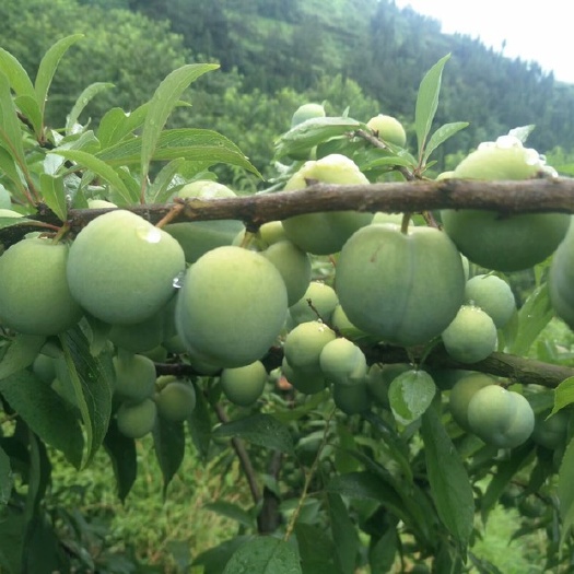 重庆市青红脆李 倩你，大量上市