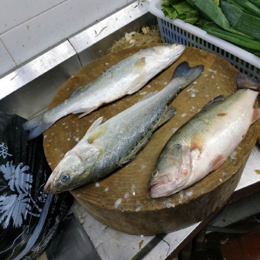 东山县 七星鲈鱼