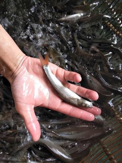 富顺县 雅鱼苗 基地直供 免费提供技术指导