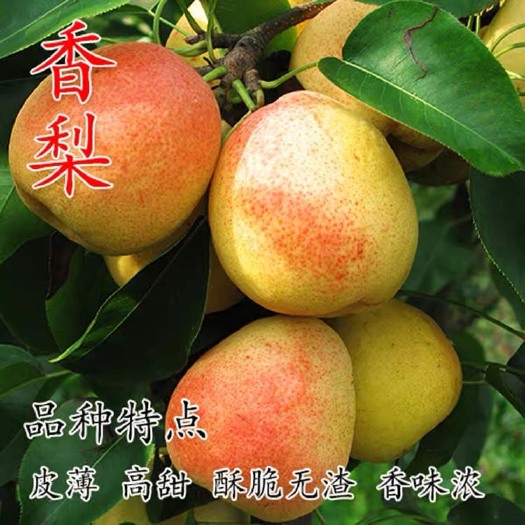  库尔勒香梨树苗 新疆香梨果树苗  嫁接苗  当年结果南北方种