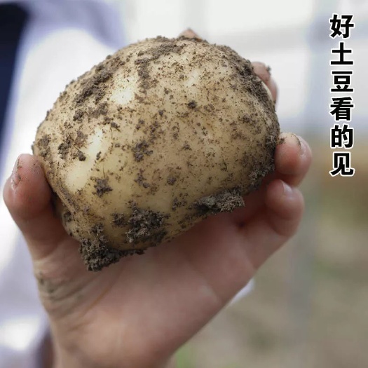 红土豆 统货