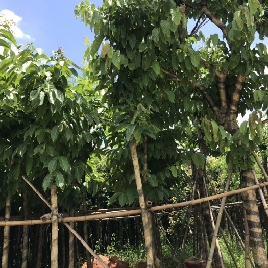 普宁市红叶紫薇