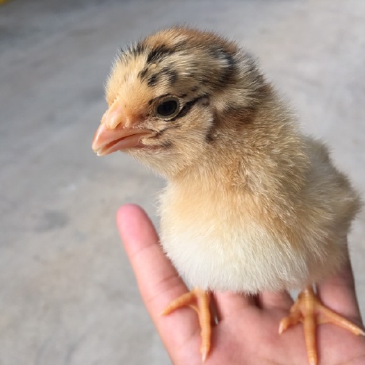 南宁良凤花鸡苗 母