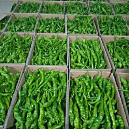 定边县螺丝椒 15~20cm 中辣 靑色