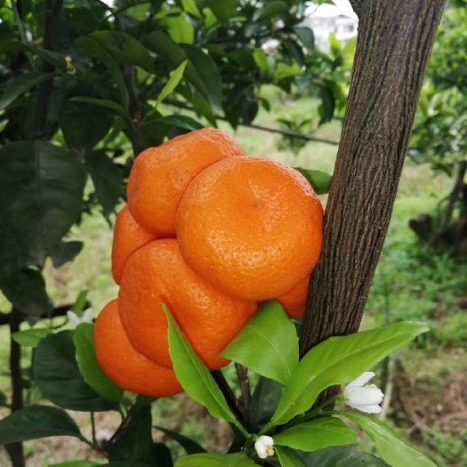 南丰县贡桔 4 - 4.5cm 1两以下
