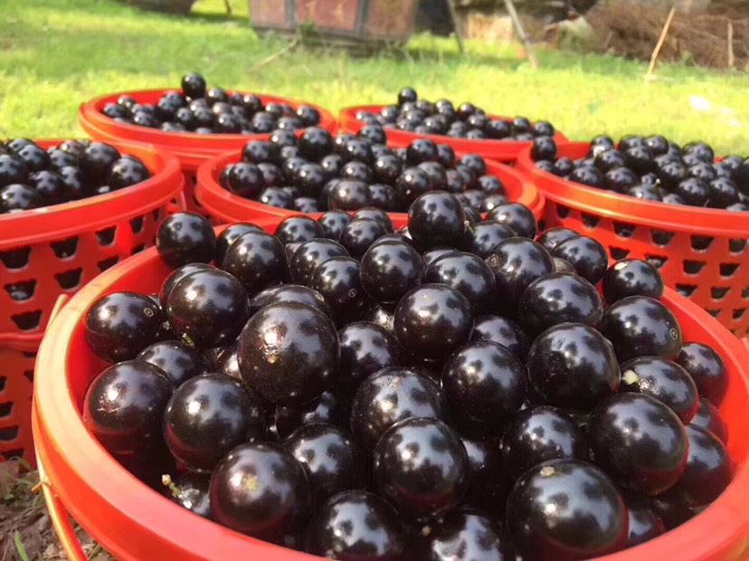 漳州巴西树葡萄 阿根廷嘉宝果 现摘现发 一件代发 水果