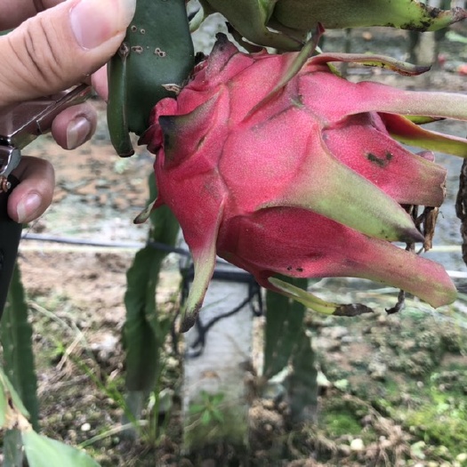遂溪县 金都一号红肉火龙果
