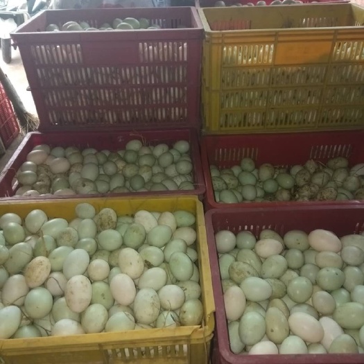 金华 小鸭蛋