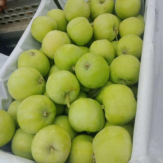 辛集市 大量的腾木苹果收货中！！！