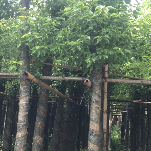 普宁市小叶樟