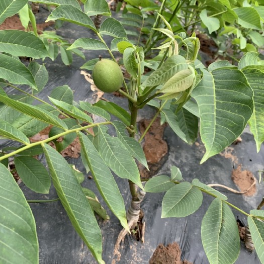 苍溪县嫁接核桃苗 核桃新品种 薄壳1号