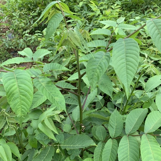 苍溪县 核桃苗8518